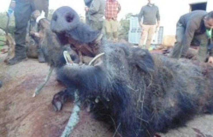 Montería en Horrigueros