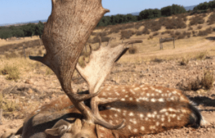 Montería en Valdepuercas