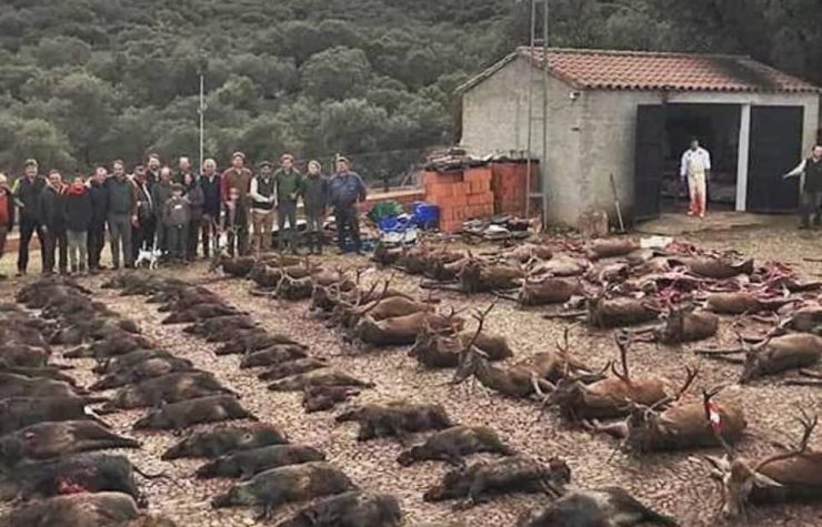 Montería en Juncarejo