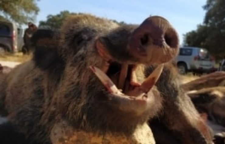 Montería en La Parrilla - Moralo