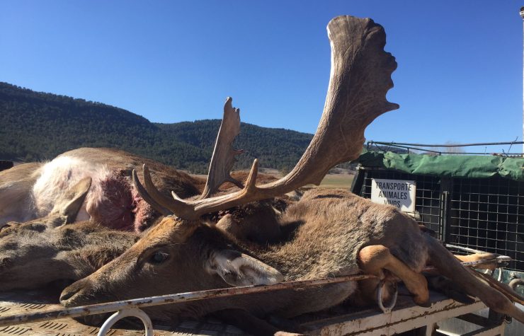 Montería en Casa Verde