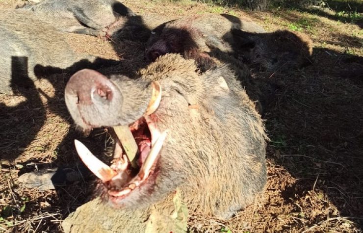 Montería en Lagartijera