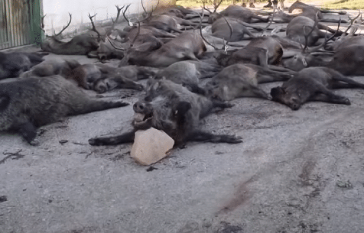 Montería en Barranco Las Cañas