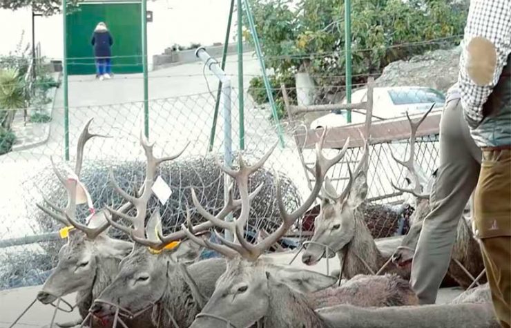 Montería en Los Pos