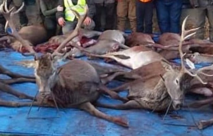 Montería en Piqueras