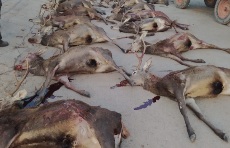 Montería en Mari-Gómez