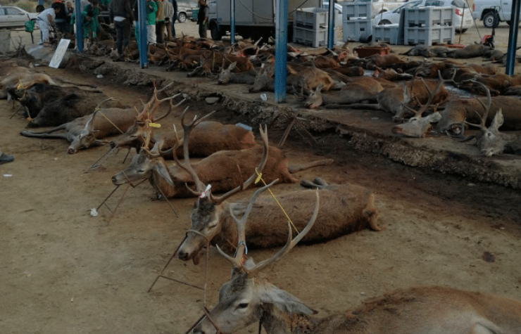 Montería en Maroteras
