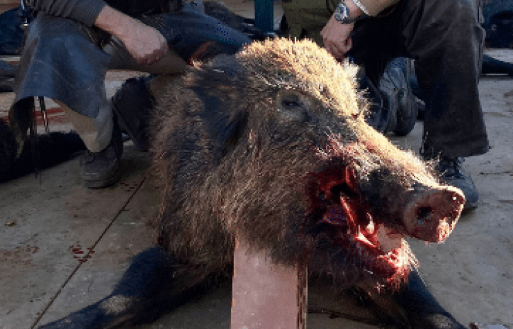 Montería en Mortera