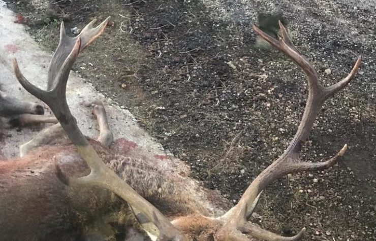 Montería en Cerro Blanco