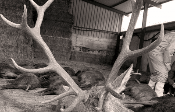 Montería en Pacheco