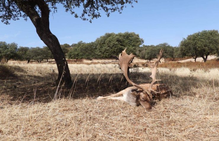Montería en los Retamales.