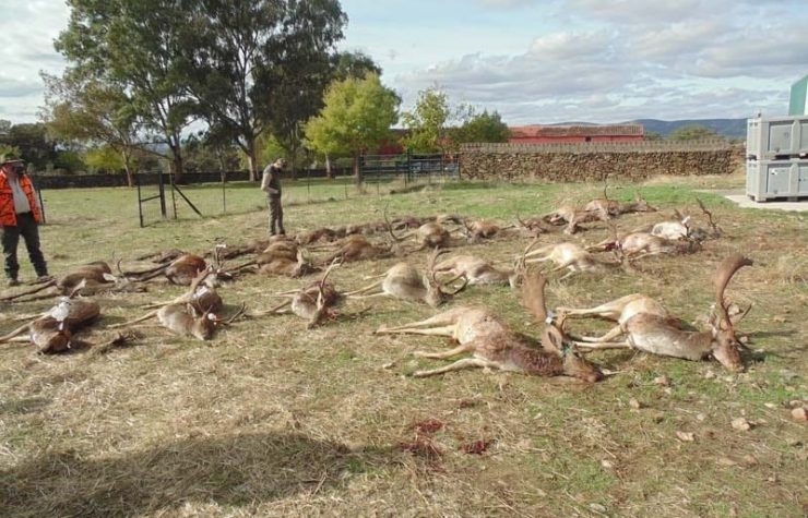 Montería en Rodesnera