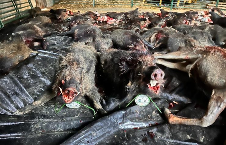 Montería en San Gregorio