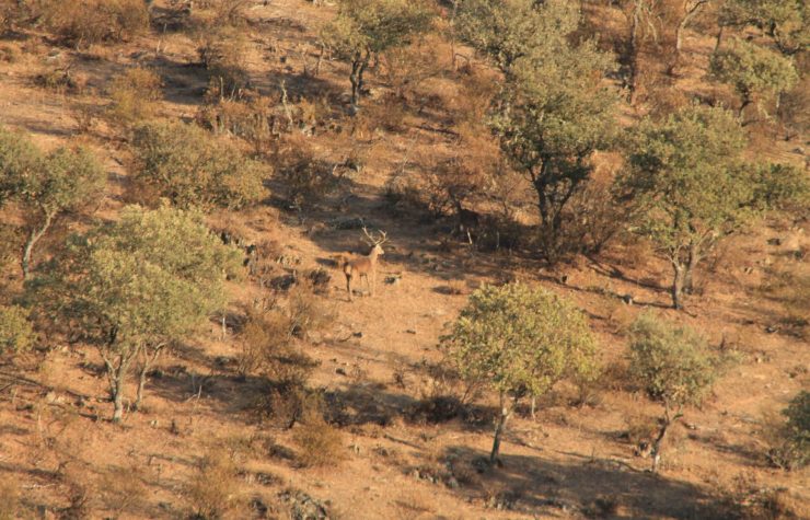 Montería en Peña Blanca