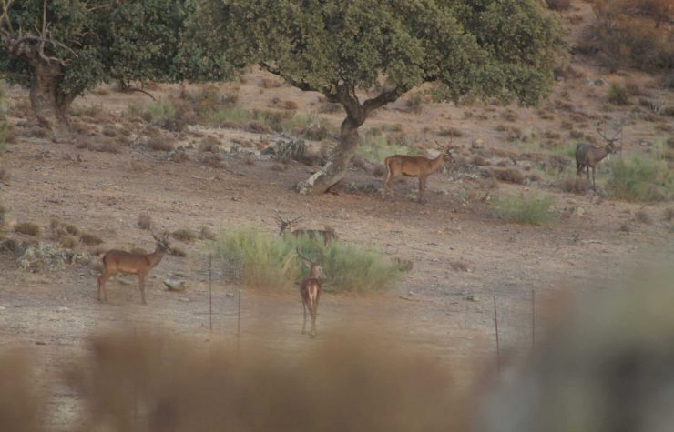 Montería en el Peñón