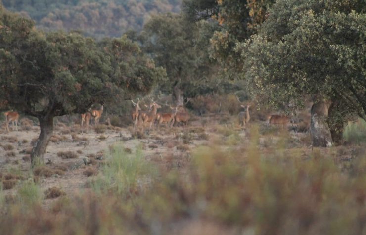 Montería en El Rombo