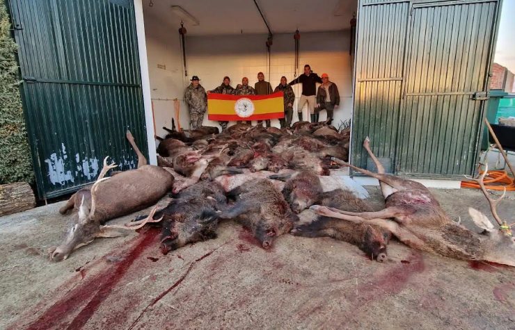 Montería en Sigüenza