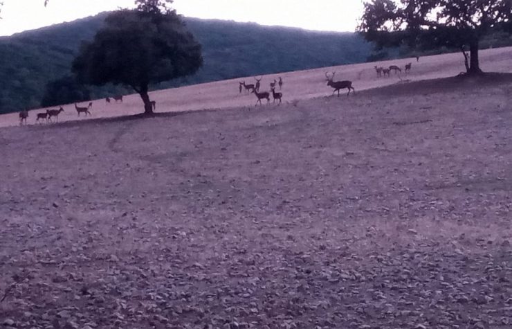 Montería en La Lobrega