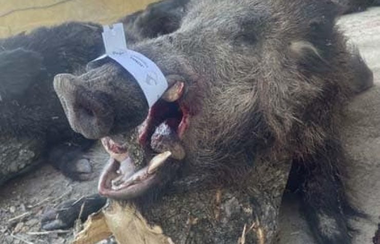 Montería en La Huesa