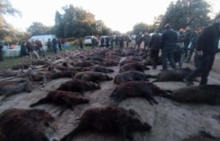 Montería en Linarejos - Navafría