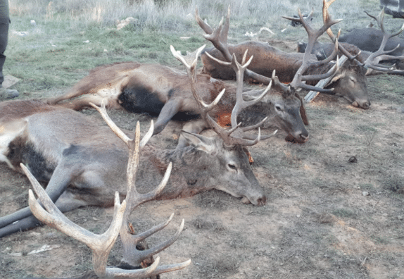 Montería en Rabanera del campo