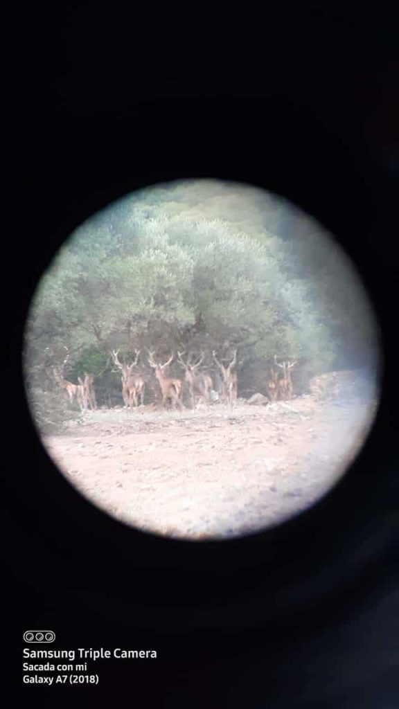 Montería en Masegoso Alto