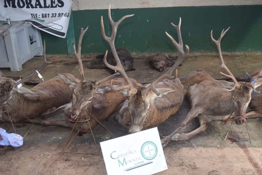 Montería en Valdegama de Hidalgo