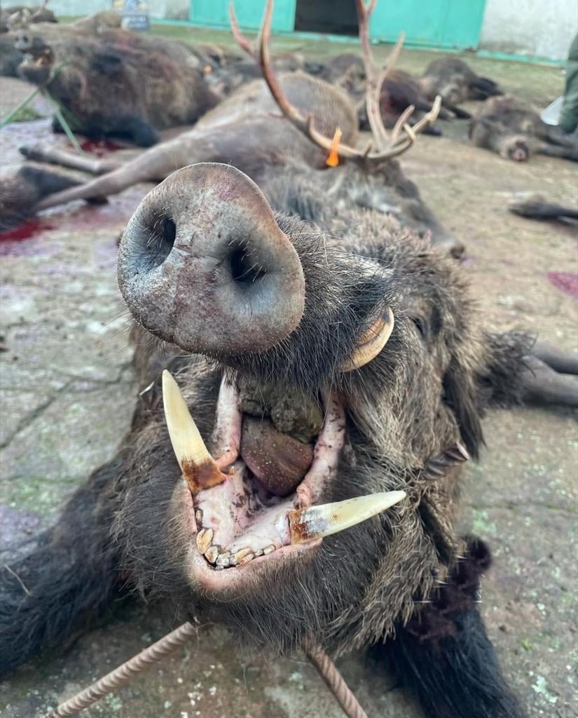 Montería en Hatocolada