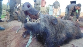 Montería en Horrigueros