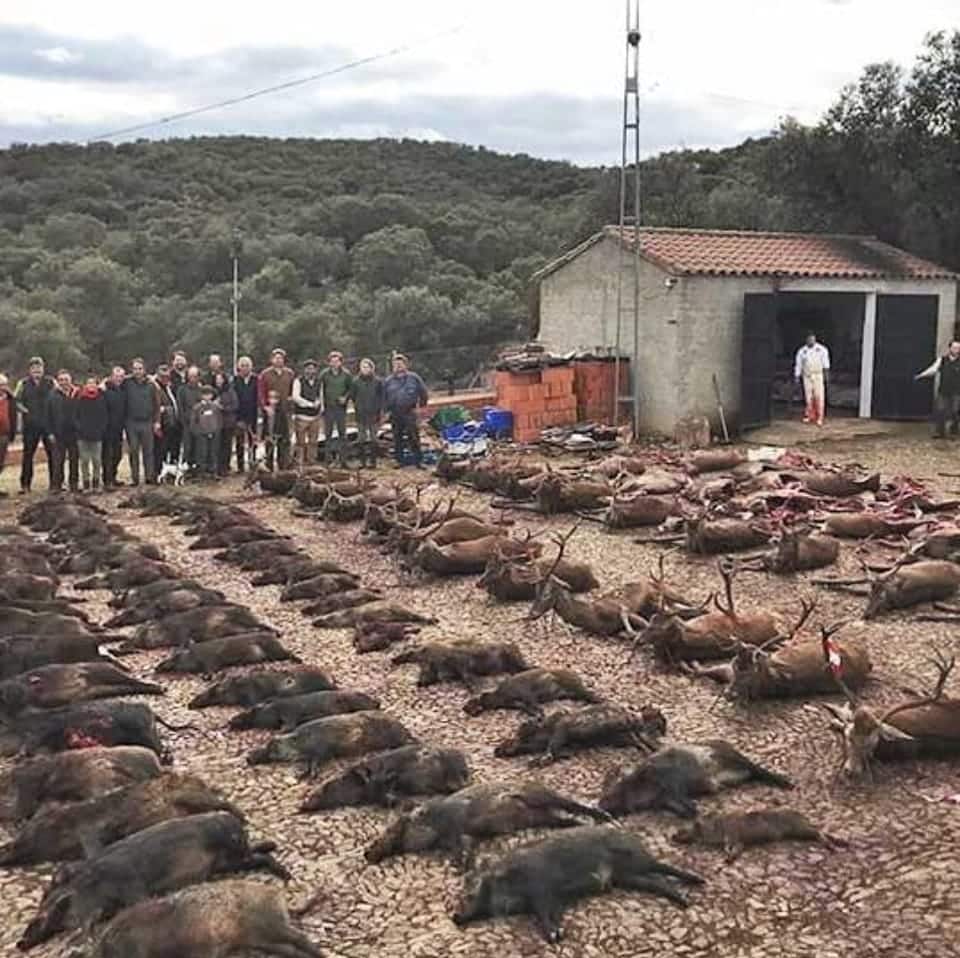 Montería en Juncarejo