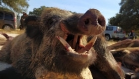 Montería en La Parrilla - Moralo