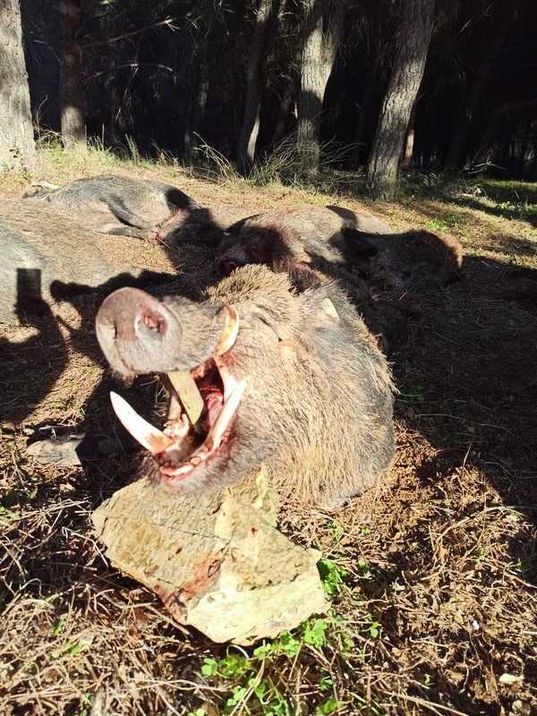 Montería en Lagartijera