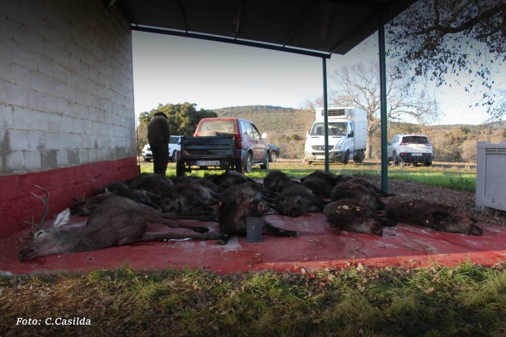 Montería en Lagunillas