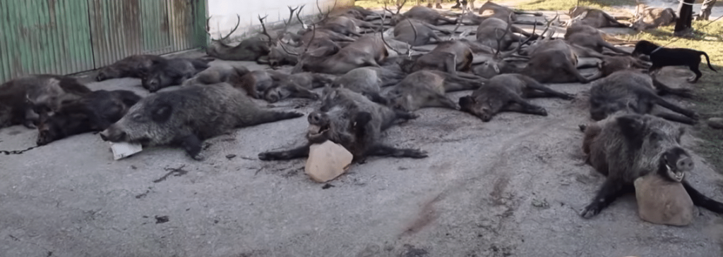 Montería en Barranco Las Cañas