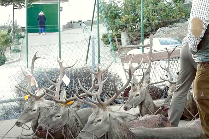 Montería en Los Pos