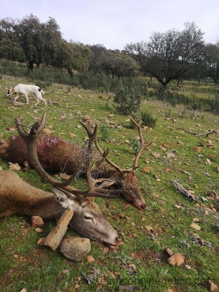 Montería en La Herguijuela