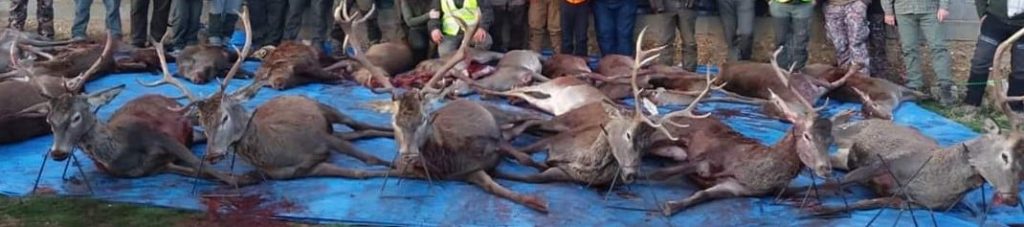 Montería en Piqueras