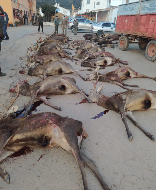 Montería en Mari-Gómez