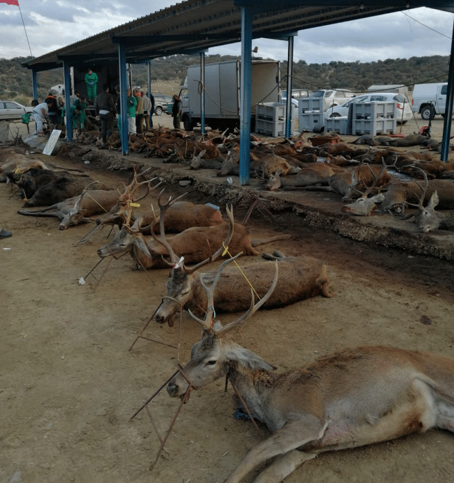 Montería en Maroteras