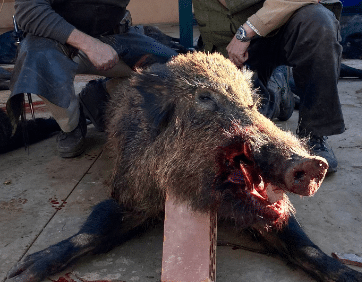 Montería en Mortera