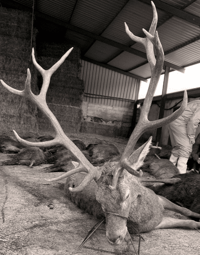 Montería en Pacheco