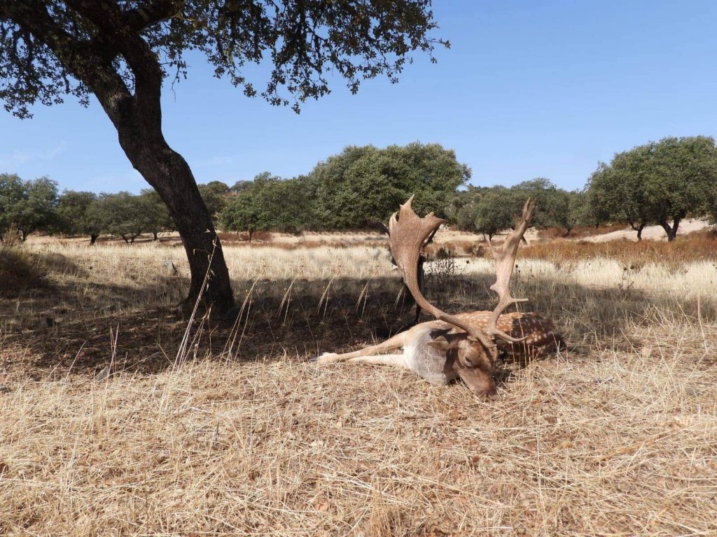 Montería en los Retamales.