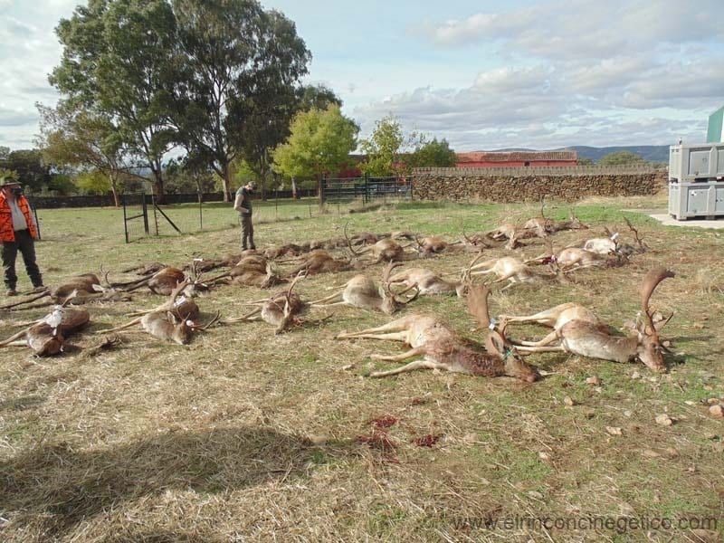 Montería en Rodesnera