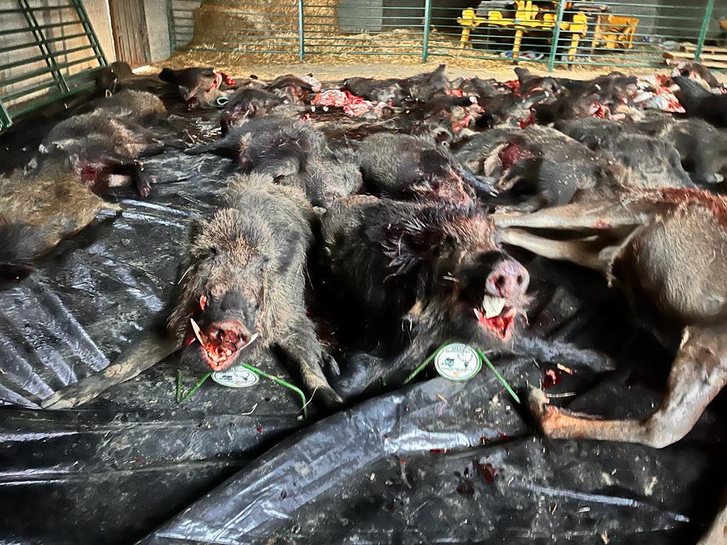 Montería en San Gregorio