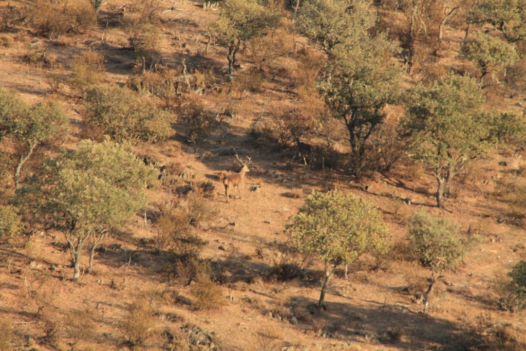Montería en Peña Blanca