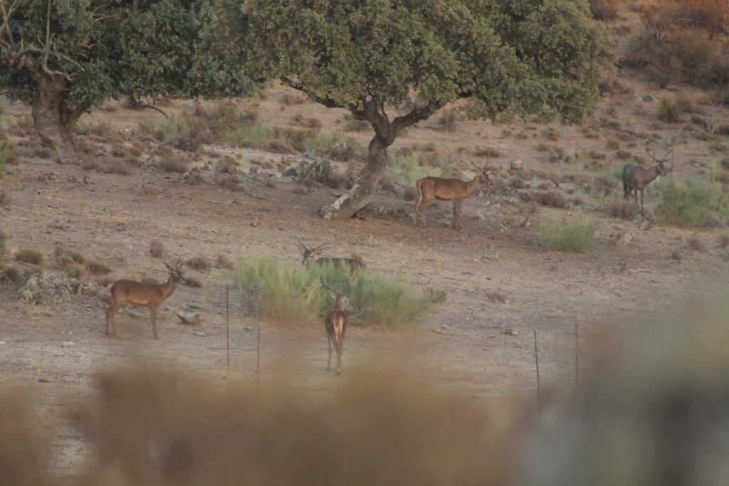 Montería en el Peñón