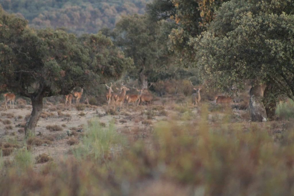 Montería en El Rombo