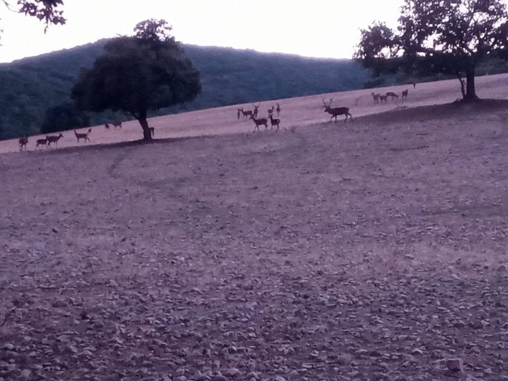 Montería en La Lobrega