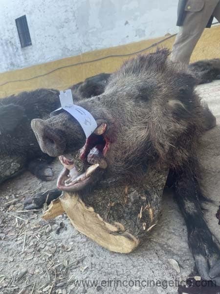 Montería en La Huesa