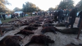 Montería en Linarejos - Navafría